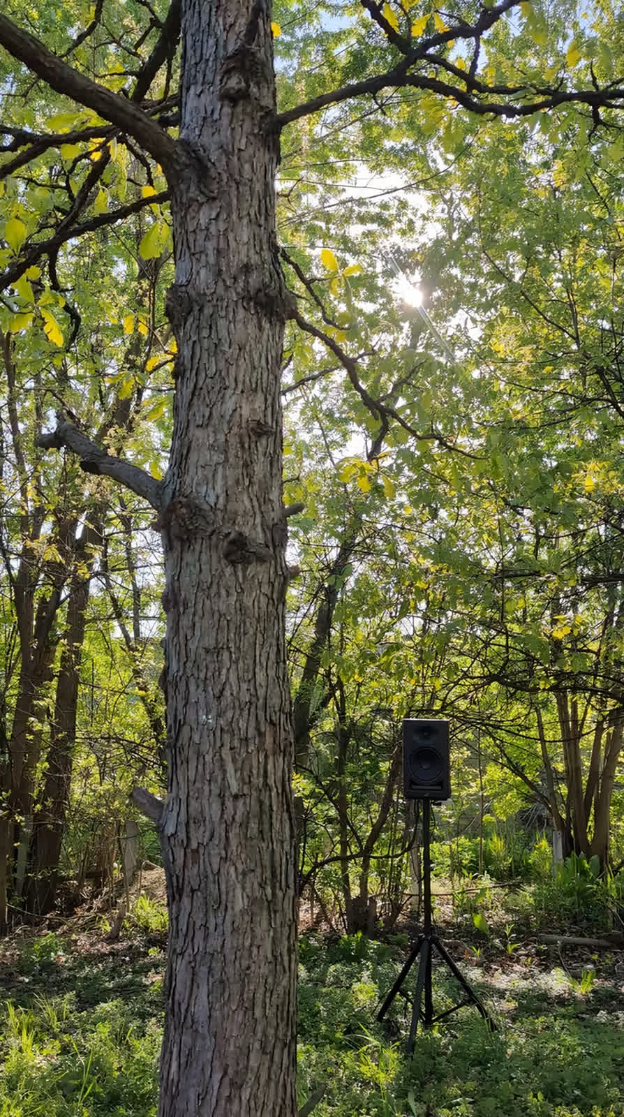 A nearfield monitor on a stand among trees